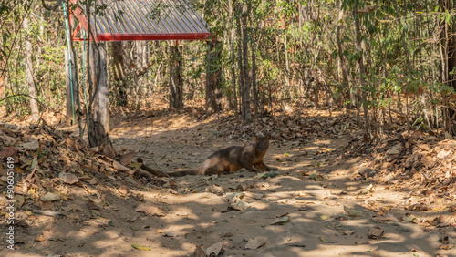 A unique predator endemic to Madagascar, the fossa, cryptoprocta ferox sits on a dirt track in the forest. Glossy brown fur, long tail, careful look at the camera. Kirindy forest. Side view photo