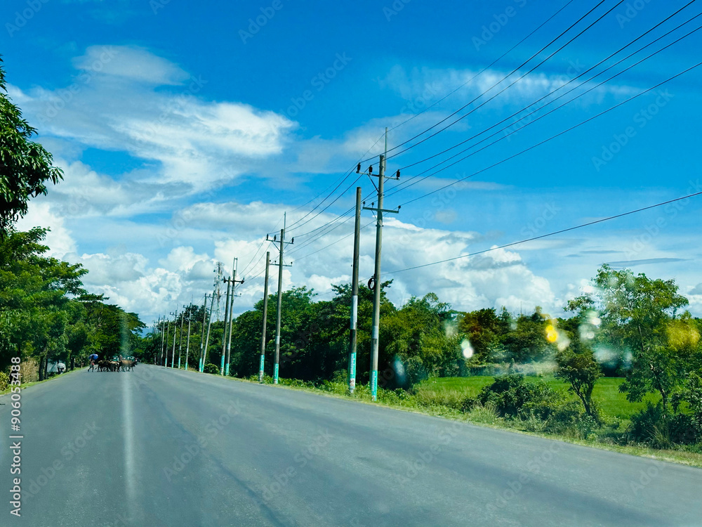 Fototapeta premium road in the countryside
