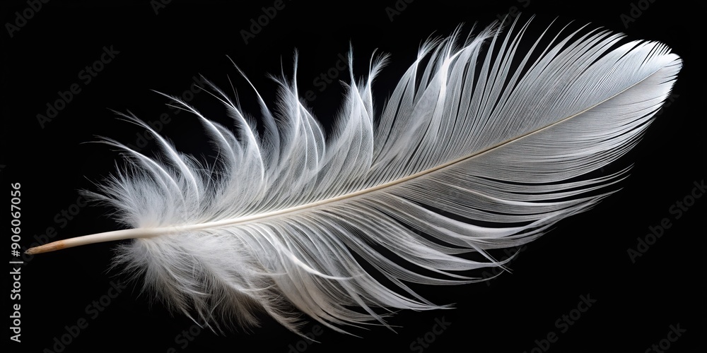 Fototapeta premium Isolated white feather with soft, delicate texture and subtle sheen, gently curved and resting on a sleek, dark black background, evoking simplicity and elegance.