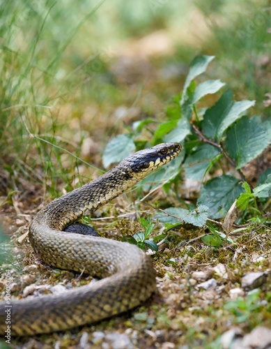 close up and selective focus side view of rat snake on head, the snake crawls on the dry twigs, reptiles on the tree branches. photo