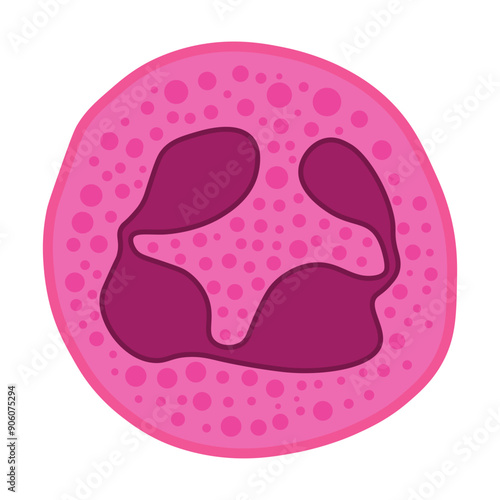 megaloblastic anemia cell