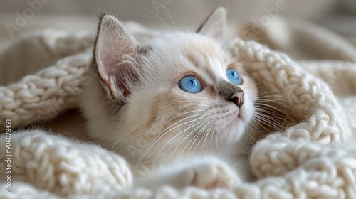 White siamese kitten with blue eyes lying comfortably on a blanket and looking up. Comfort, calm and peace photo