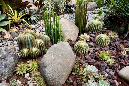 Golden barrel cactus, parodia magnifica, echeveria, african milk plant, and other succulent plant isolated on horizontal dry garden stones and soil surface background. photo