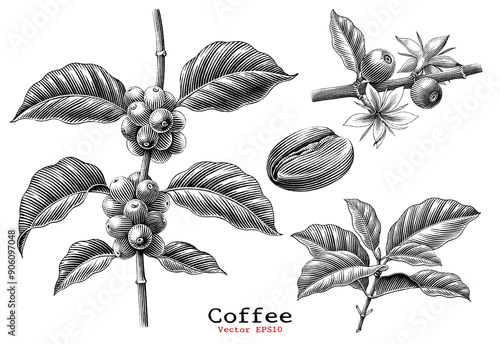 Coffee branch,Coffee flower,Coffee bean hand drawing vintage clip art isolated on white background