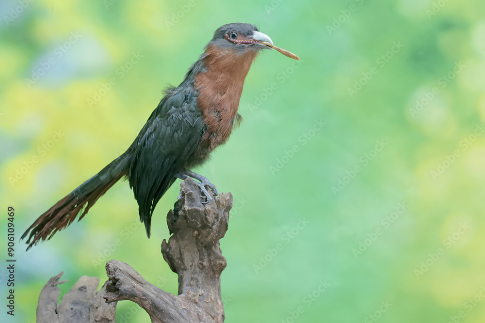 Fototapeta premium A young chestnut-breasted malkoha is preying on a grasshopper. This beautifully colored bird has the scientific name Phaenicophaeus curvirostris.