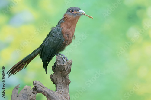 A young chestnut-breasted malkoha is preying on a grasshopper. This beautifully colored bird has the scientific name Phaenicophaeus curvirostris.