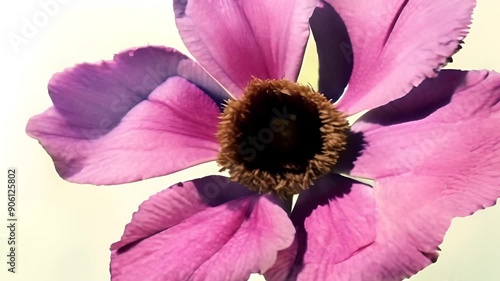Watercolor-painted pink flower delicately blooms, its petals slowly unfurling in a graceful animation.