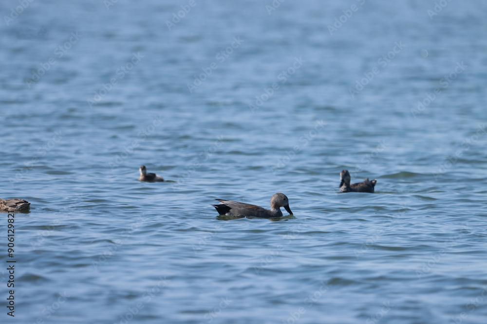 Duck swimming in pond. Selective focus. Duck swimming in pond. Selective focus.