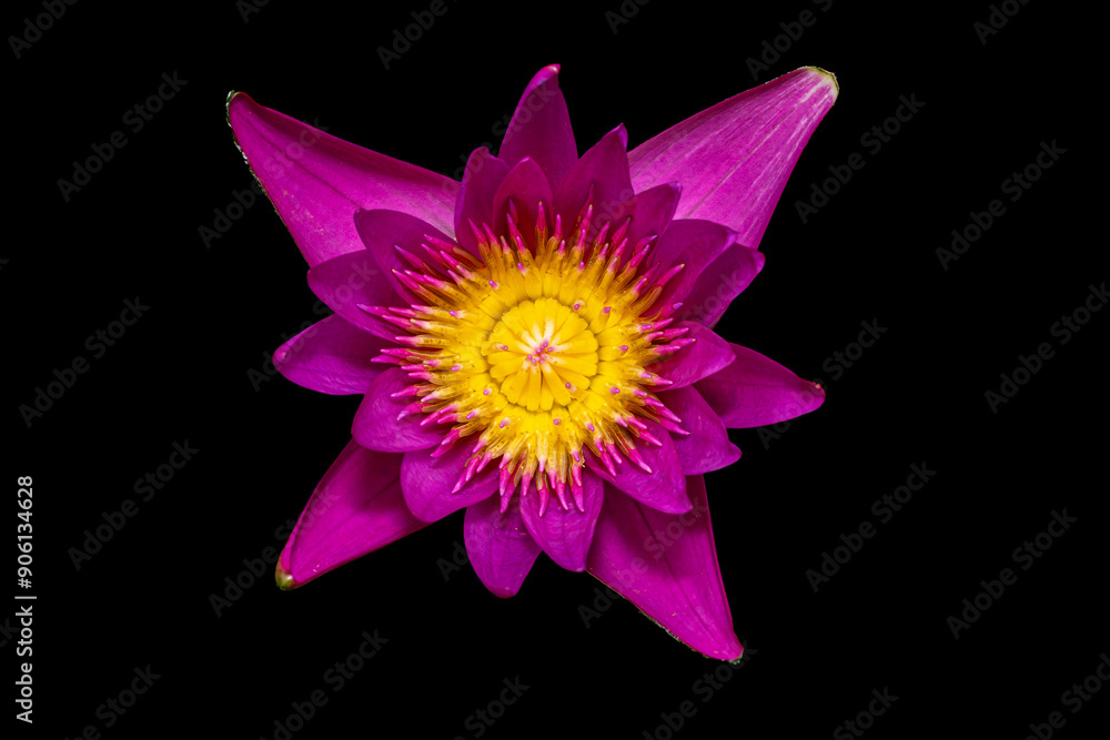 Top View of Water Lilly Petal, Aquatic Plant, Purple Violet Flower, Black Background, isolated, Selective Focus Top View of Water Lilly Petal, Aquatic Plant, Purple Violet Flower, Black Background, isolated, Selective Focus