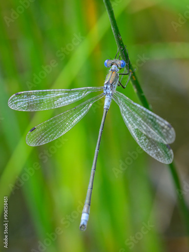 An Emerald damselfly resting on a grass photo