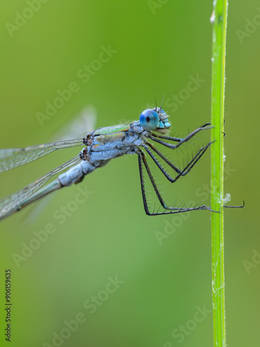 An Emerald damselfly resting on a grass photo