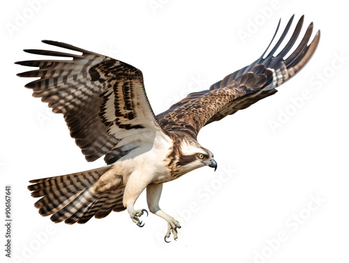 a bird flying with a fish in its beak