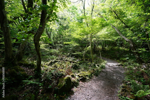 fine spring pathway in the gleaming sunlight