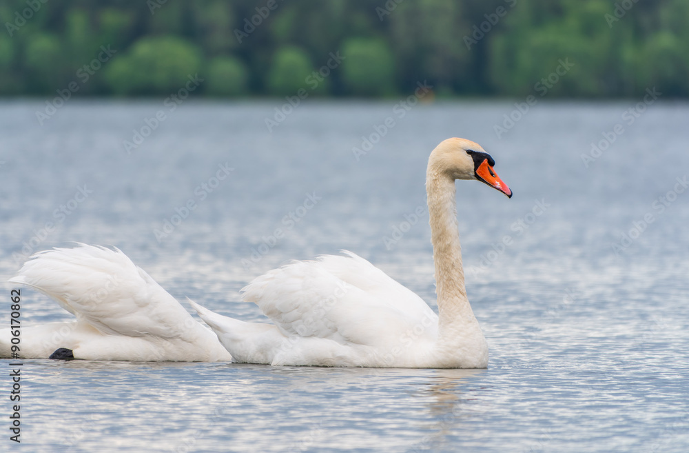 Obraz premium Mating games of a pair of white swans. Swans swimming on the water in nature. Valentine's Day background