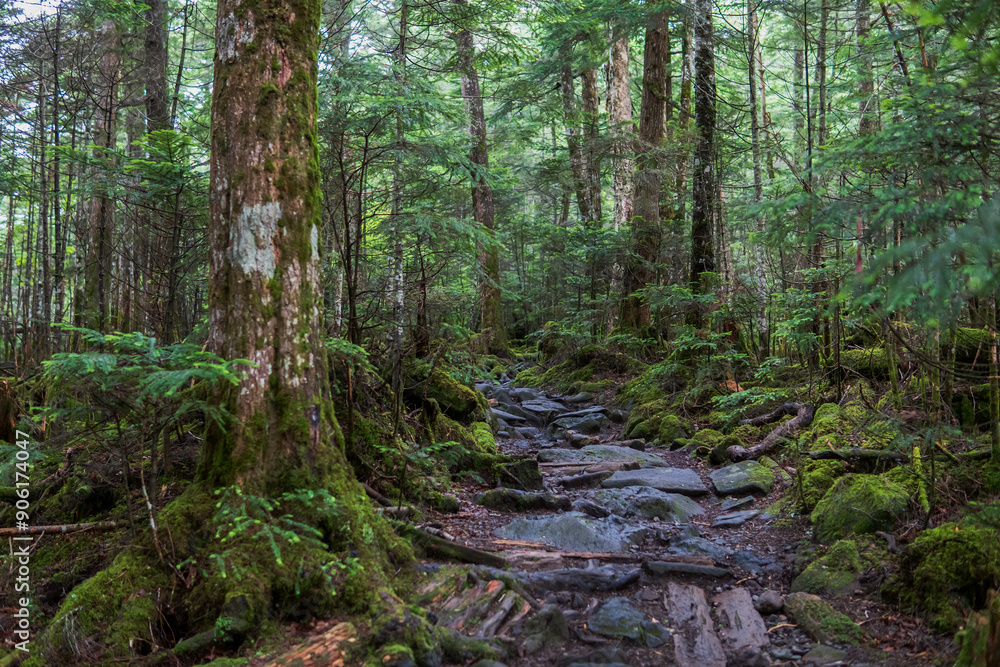 Fototapeta premium 北八ヶ岳「苔の森」のトレッキングコース／日本長野県