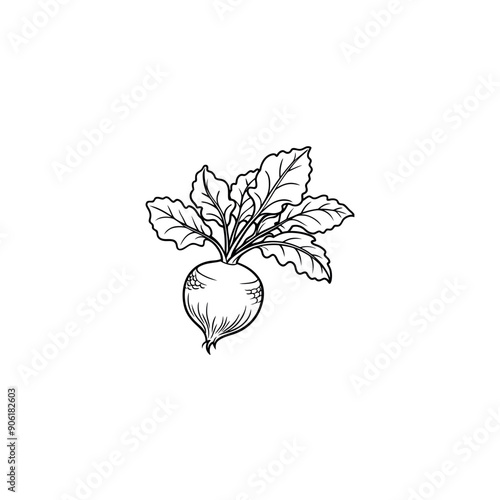  radish silhouette  vector