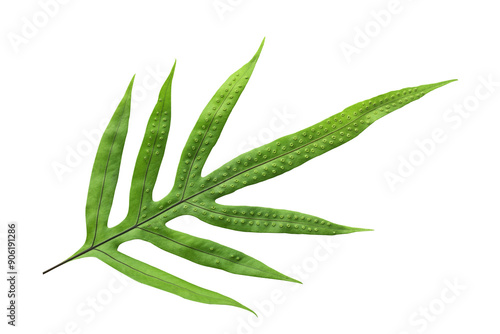 phymatosorus grossus,fern, leaf with die cut transparency photo