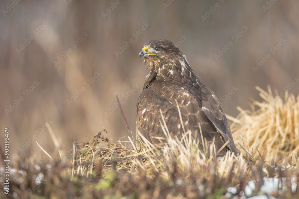 Common Buzzard in spring at a wet forest Common Buzzard in spring at a wet forest