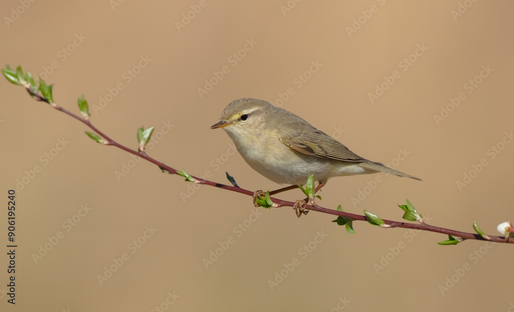 Obraz premium Willow warbler in early spring at a wetland