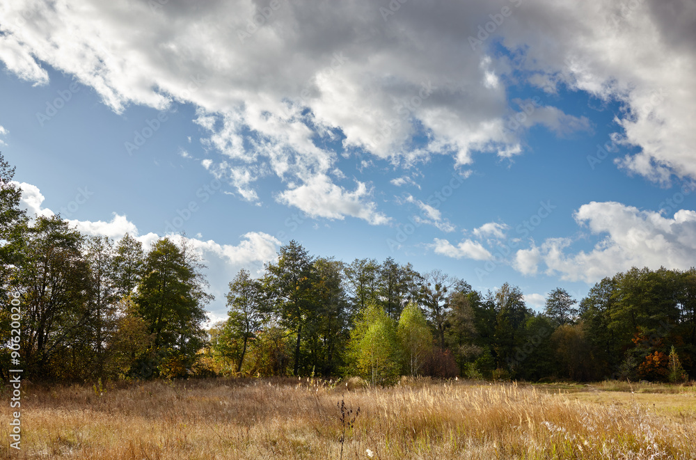 Dense forest against the sky and meadows. Beautiful landscape of a row of trees and blue sky background Dense forest against the sky and meadows. Beautiful landscape of a row of trees and blue sky background