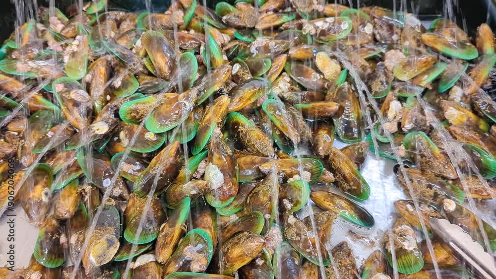 New Zealand greenshell green-lipped mussels kept fresh with water sprinkler for sale at supermarket in NZ Aotearoa New Zealand greenshell green-lipped mussels kept fresh with water sprinkler for sale at supermarket in NZ Aotearoa