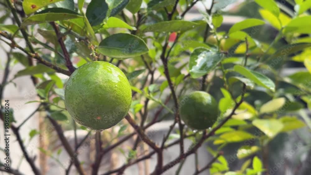 Green Lemon on lemon tree, Close up shot of fresh lemon on tree with water dripping from it, Green Lemon on lemon tree, Close up shot of fresh lemon on tree with water dripping from it,