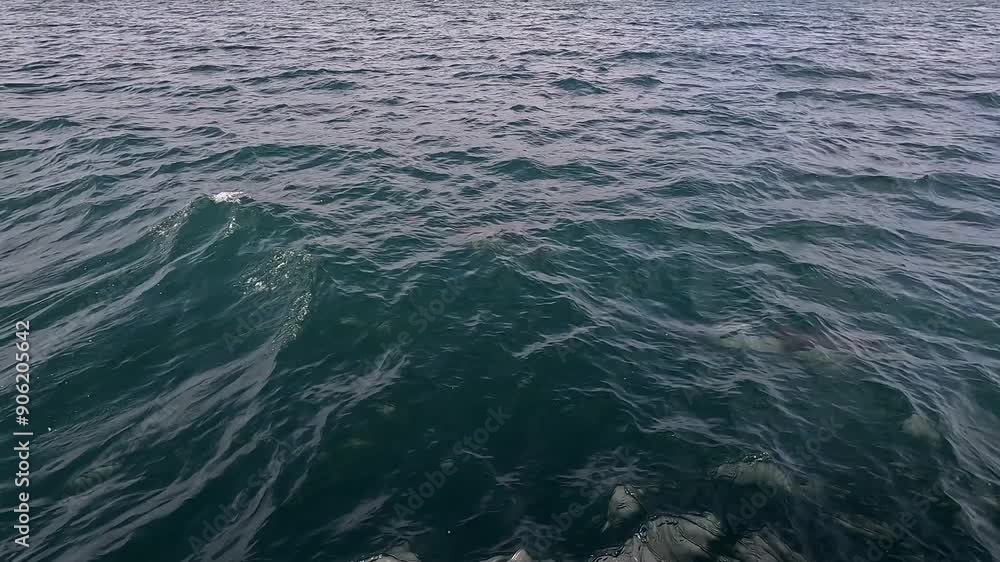 A Pair Of Common Dolphins Riding The Bow Of A Whale Watching Boat In Newport Beach, California; Passenger POV. A Pair Of Common Dolphins Riding The Bow Of A Whale Watching Boat In Newport Beach, California; Passenger POV.