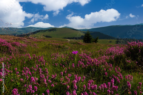 Alpine meadow with pink flowers in the Parang Mountains (Carpathians)