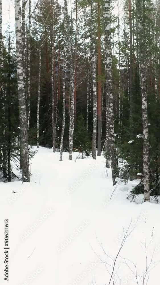 Aerial view of beautiful snow forrest during winter Aerial view of beautiful snow forrest during winter