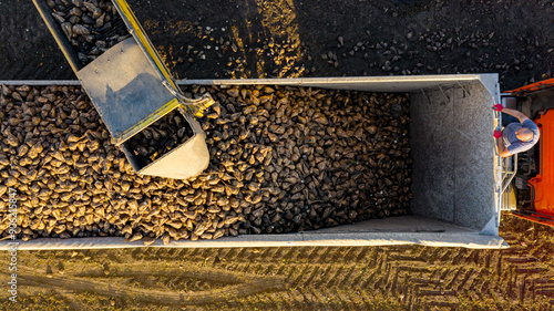 Aerial view on collecting, loading sugar beet into a truck for transportation photo