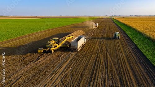 Aerial view on collecting, loading sugar beet into a truck for transportation photo