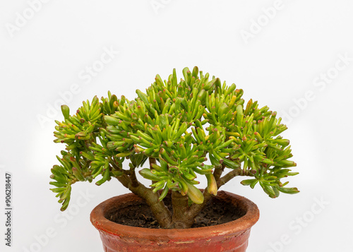 Crassula ovata 'Gollum' or Gollum Jade plant with a unique tubular leaves closeup view photo