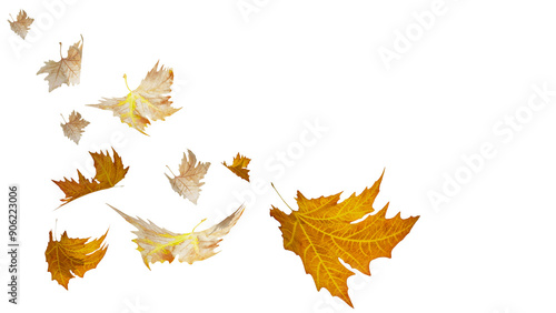 autumn leaves fall falling wind air isolated for bcackgroun - 3d rendering photo