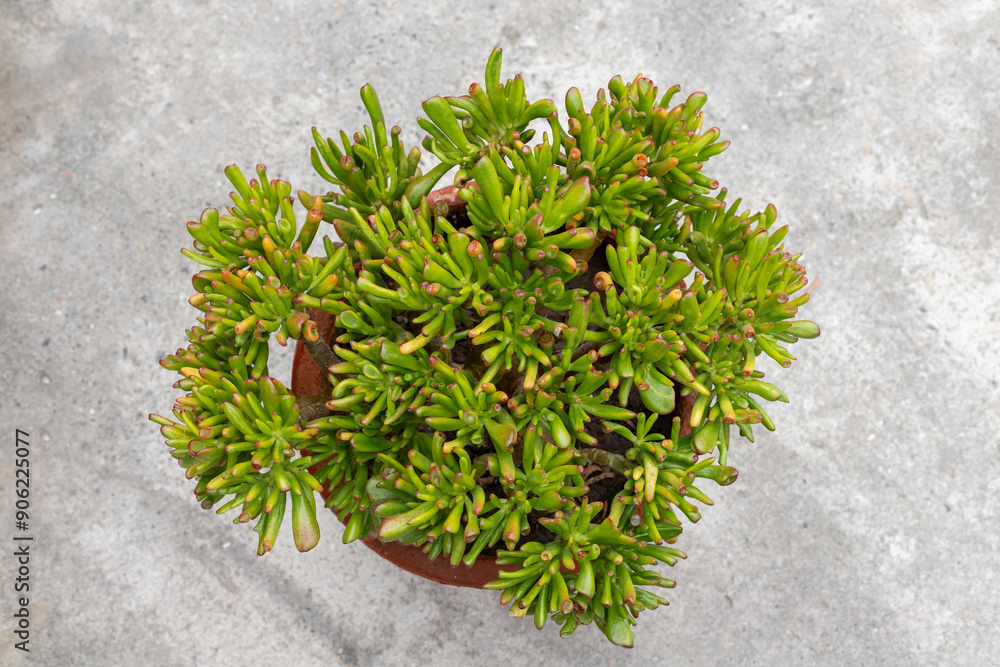 Fototapeta premium Crassula ovata gollum succulent plant top view