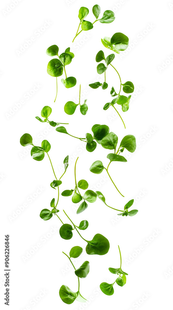 Falling watercress leaves isolated on white background, full depth of field, transparent png background Falling watercress leaves isolated on white background, full depth of field, transparent png background