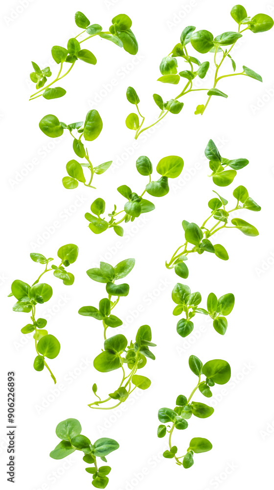 Falling watercress sprigs isolated on white background, full depth of field, transparent png background Falling watercress sprigs isolated on white background, full depth of field, transparent png background