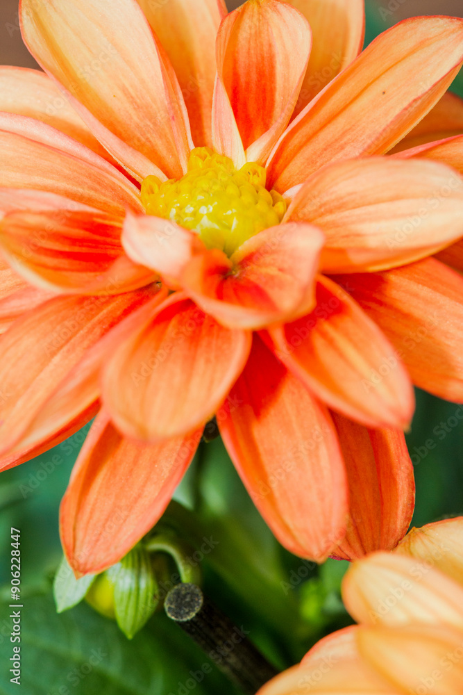 A detailed closeup view of a vibrant orange flower featuring a yellow center A detailed closeup view of a vibrant orange flower featuring a yellow center