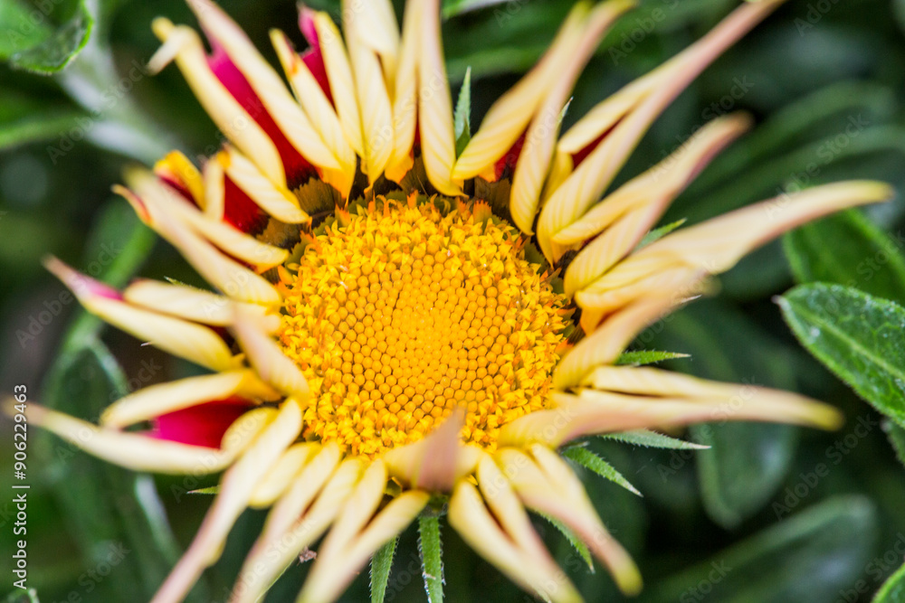 Closeup of a vibrant yellow and red flower with a yellow center Closeup of a vibrant yellow and red flower with a yellow center