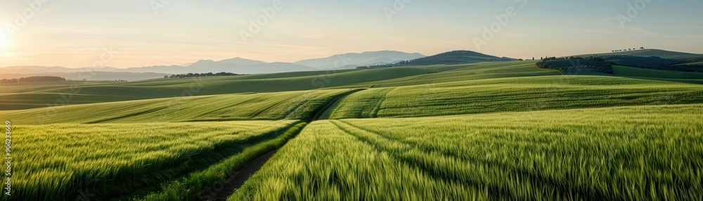 Green fields with tracks leading to the horizon at sunrise, with mountains in the distance under a clear sky.