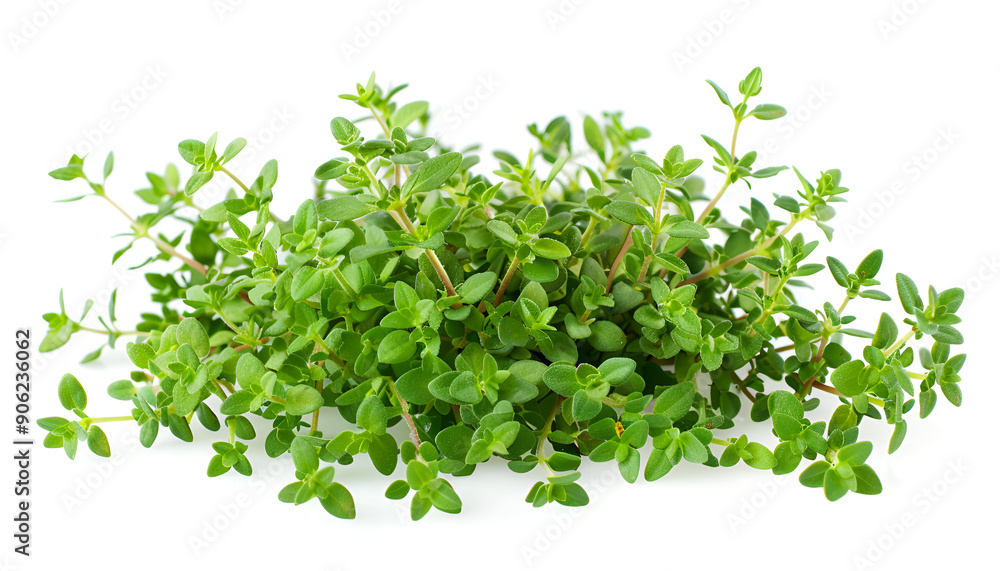 flowering twig thyme spice isolated on white background flowering twig thyme spice isolated on white background