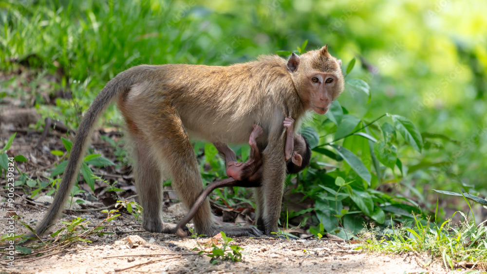 Fototapeta premium Monkey with baby in tropical park