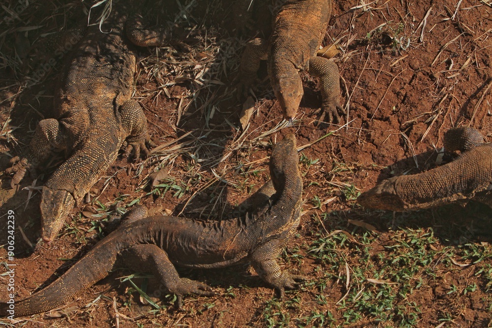 Salvator lizards huddled on the ground on a sunny morning Salvator lizards huddled on the ground on a sunny morning