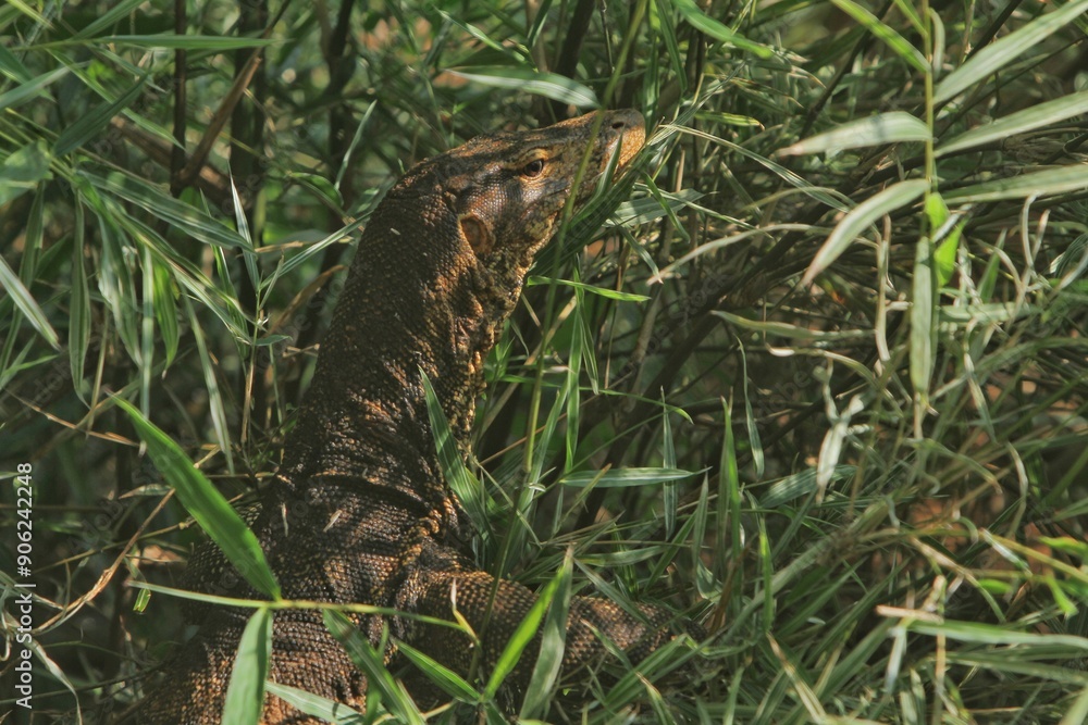 a salvator lizard crawling in the thicket in the morning a salvator lizard crawling in the thicket in the morning