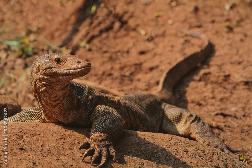 a salvator lizard crawling on the ground on a sunny morning a salvator lizard crawling on the ground on a sunny morning