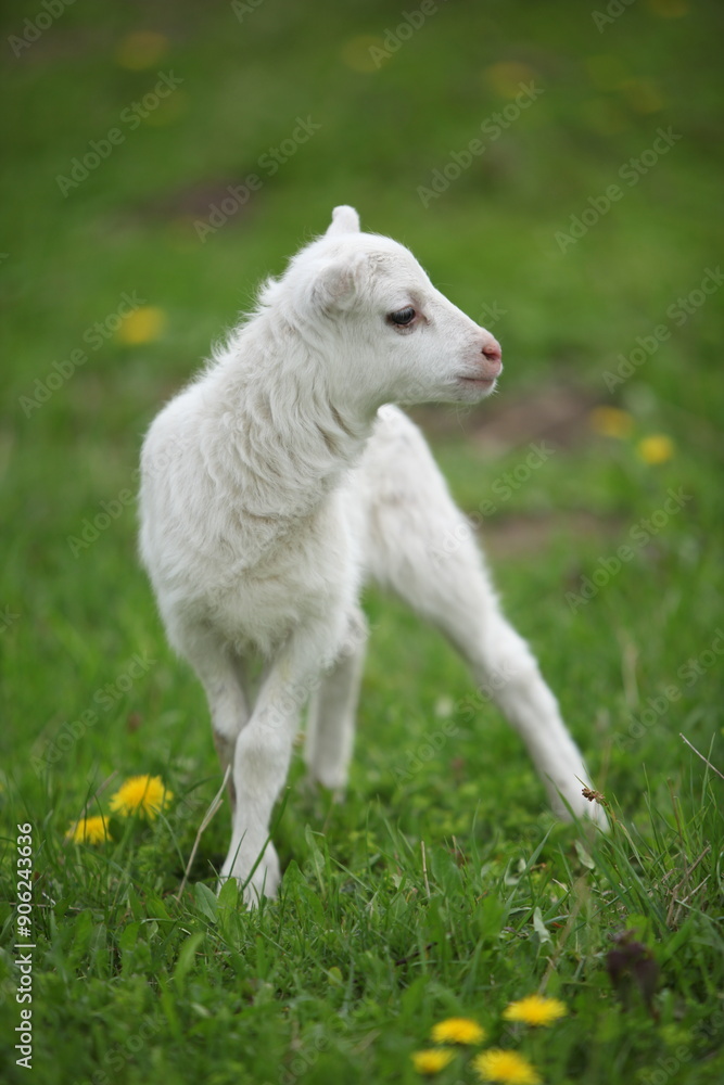 Little goatling with dandelions in spring Little goatling with dandelions in spring