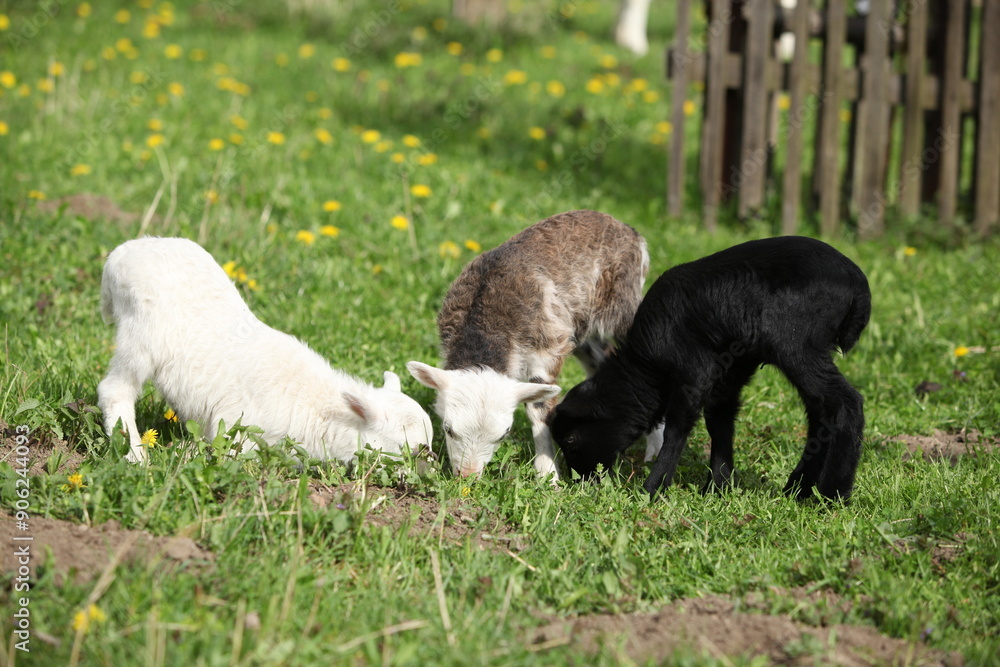 Little lambs and goatling with dandelions in spring Little lambs and goatling with dandelions in spring