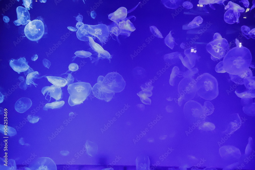 jellyfish in water jellyfish in water