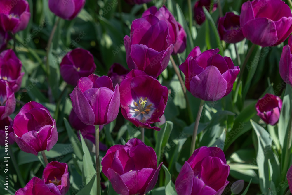 Obraz premium Beautiful purple tulips. colourful background. Close-up