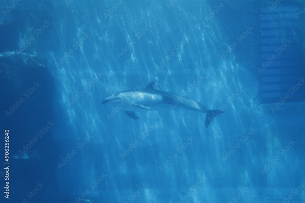 Fototapeta premium dolphin 