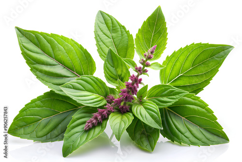 Holy Basil, Ocimum sanctum isolate on white background, Photorealism photo